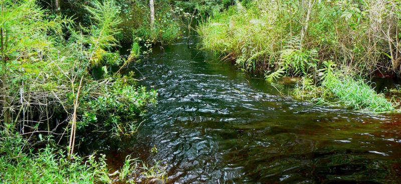 creek flowing through vegetation