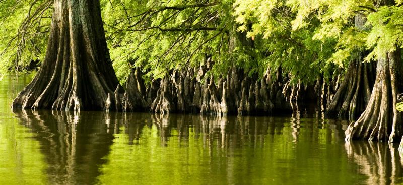 Cypress trees - Environmental Resource Permit