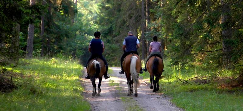 three horses and riders on shaded trail
