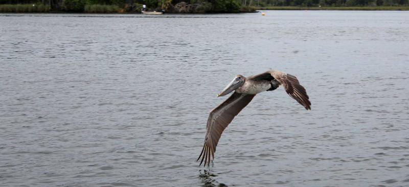 Pelican flying over Kings Bay