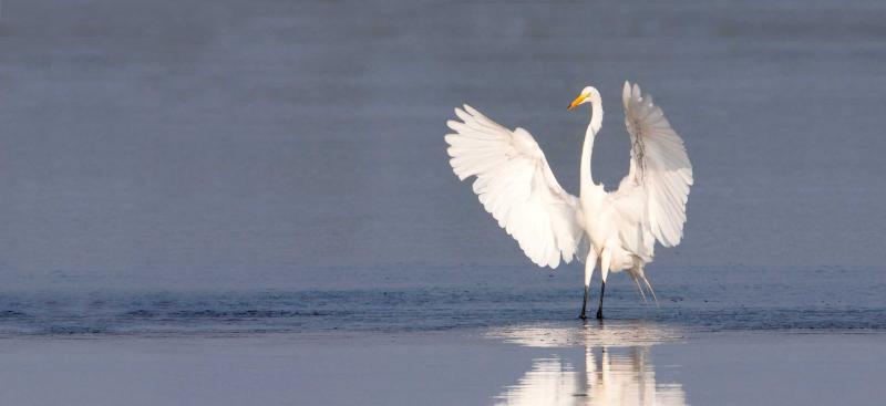 snowy white egret standing in water