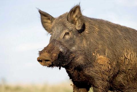Feral hog close-up