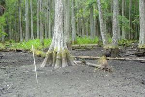 Dry lakebed with exposed cypress trees