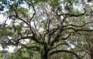 Live Oak