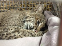 bobcat