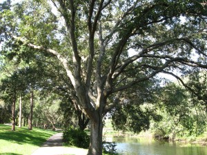 Sawgrass Lake sidewalk along canal