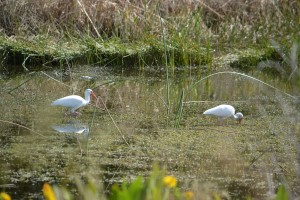 birds