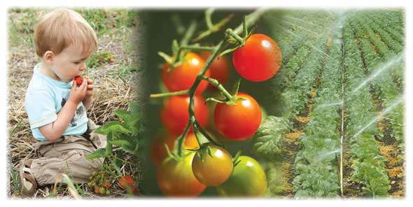 tomato crops