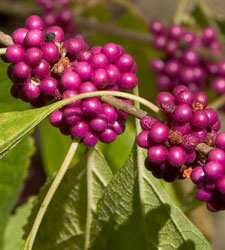 Beautyberry