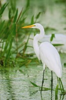 white egret bird standing in water