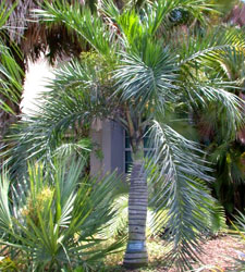 Buccaneer Palm