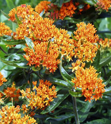 Butterfly Weed
