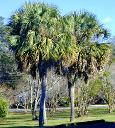 Cabbage Palm