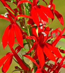 Cardinal Flower