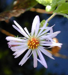 Climbing Aster