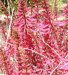Coral Bean