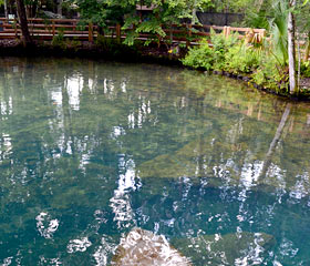 Homosassa Springs