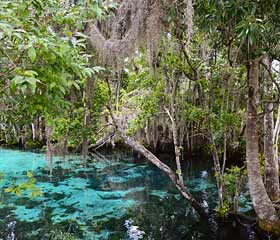 Crystal River/Kings Bay