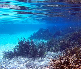 Weeki Wachee Springs