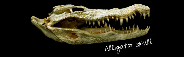 Alligator Skull