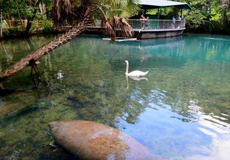 homosassa-river 