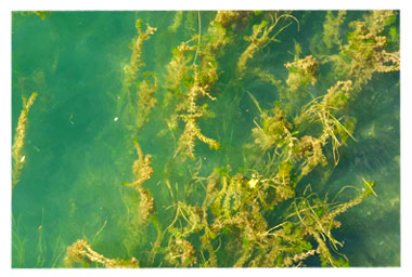 invasive hydrilla in water