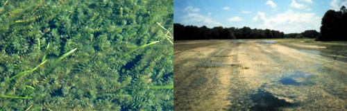 Hydrilla at surface of water body