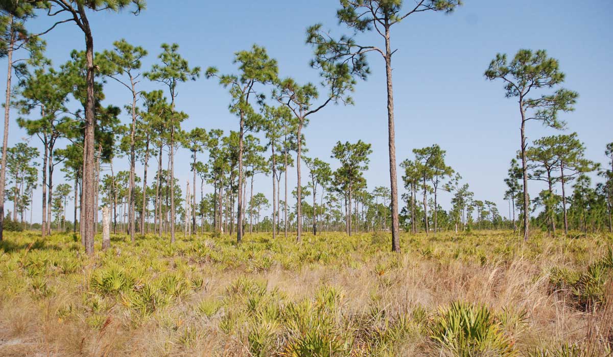 Open forest of pine trees and saw palmettos