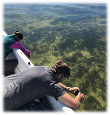 Looking at seagrass off the side of a District boat