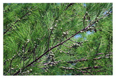 berries and needles on Australian pine tree