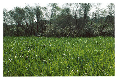 Cogon Grass