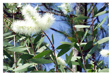 Melaleuca