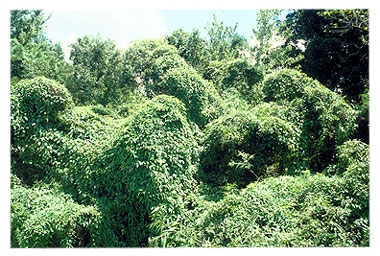 Skunk vines covering trees