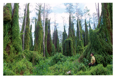 old world climbing ferns covering trees