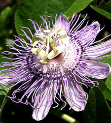 Passion Flower