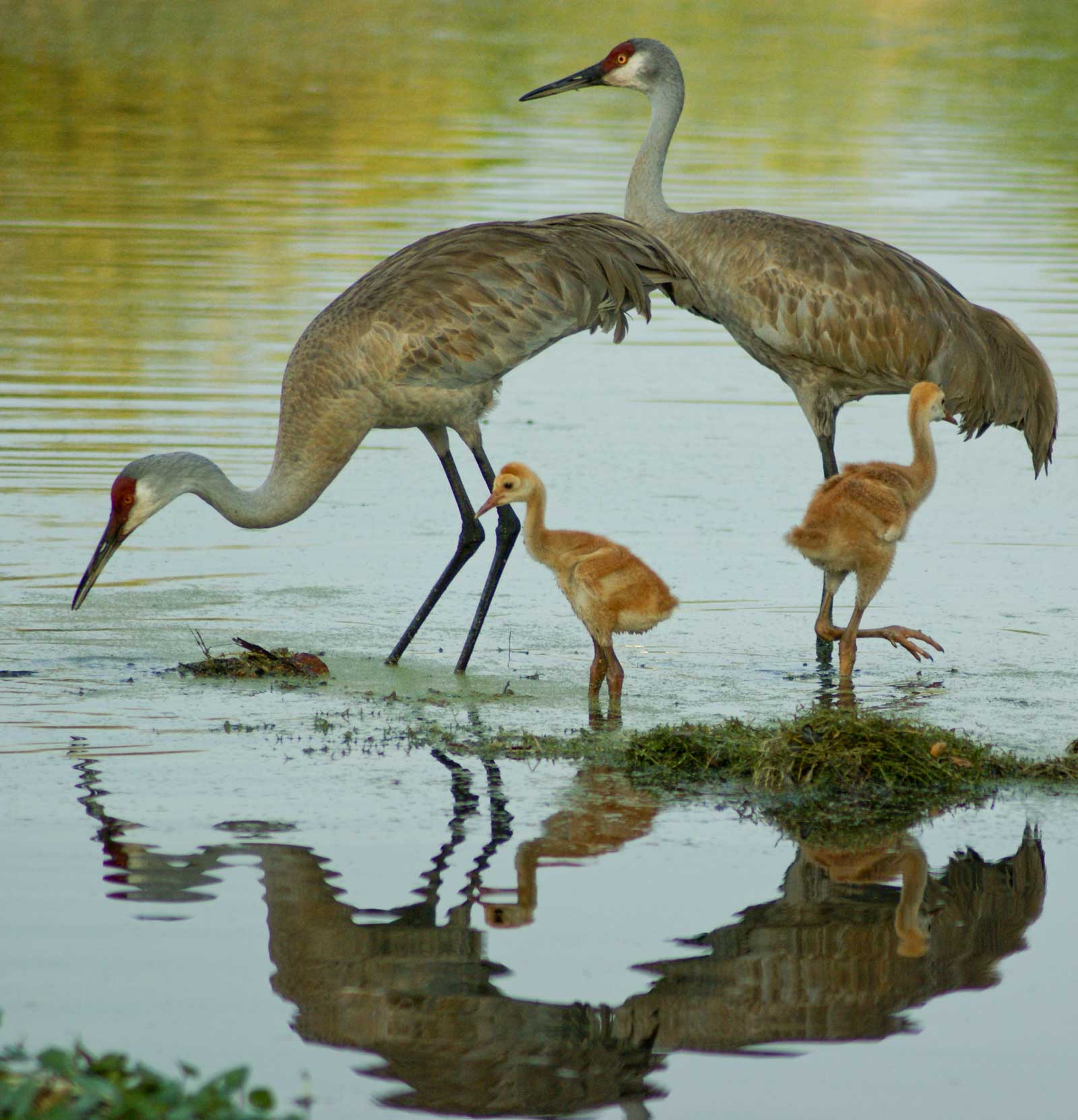 A family of Sandhill Cranes in shallow water