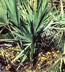 Saw Palmetto