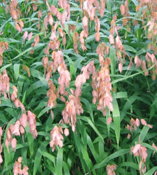 Sea Oats