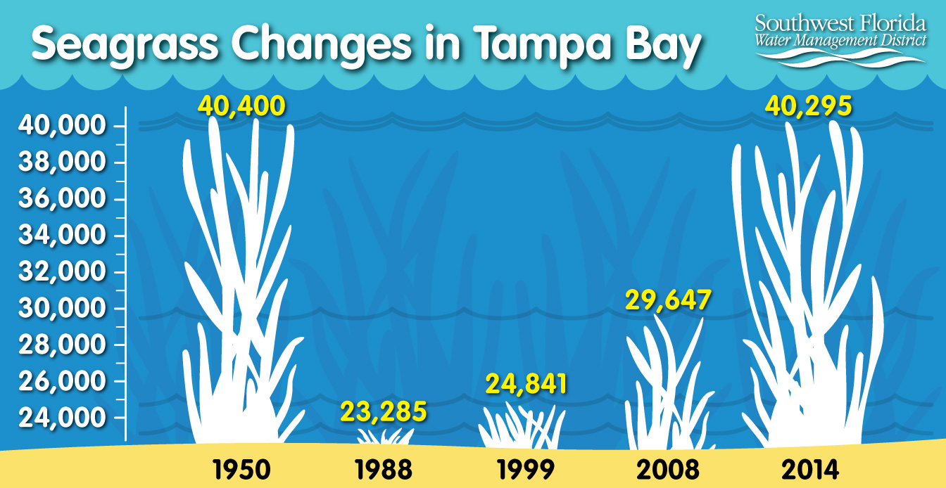 seagrass chart infographic