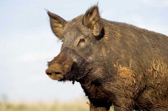 Feral hog hunts