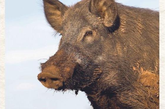 invasive species hogs