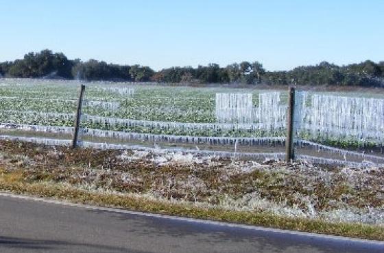 Ice hanging on farm fence