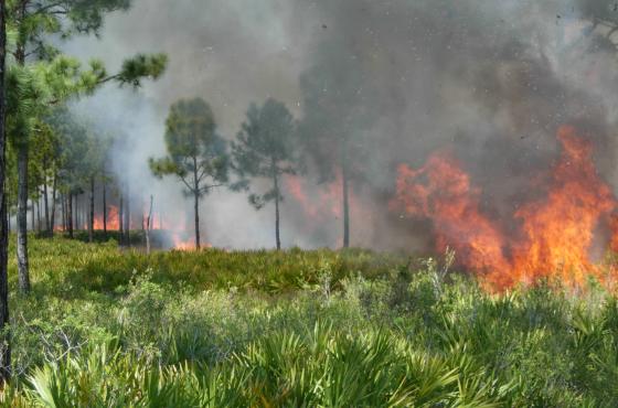 Controlled burn in open upland forest