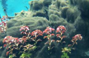 Red Ludwigia