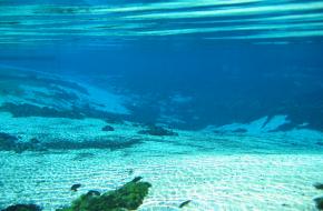 Weeki Wachee