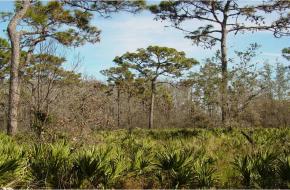 A photo of Conner Preserve shows a forest scene. In the foreground, there are green, saw-like fronds of saw palmetto plants. The midground and background are filled with pine trees and various other trees with bare branches, some appearing dead, under a partly cloudy blue sky.