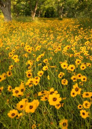 A patch of Coreopsis (Tickseed)