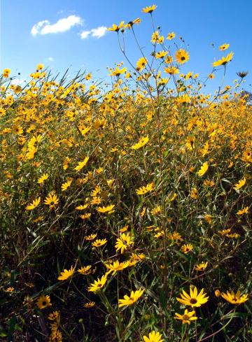 Black eyed susans flowers