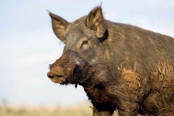 Feral hog hunts