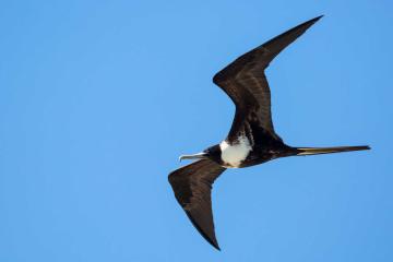 A frigate bird in flight